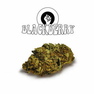 Black Berry - Green Evolution Fleurs de CBD