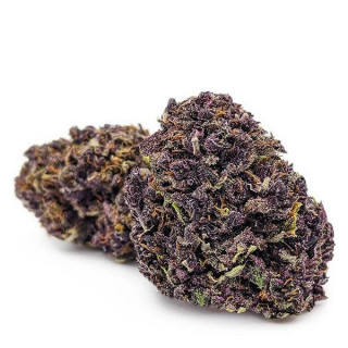 Purple Vrac - Hydro - Fleurs de CBD