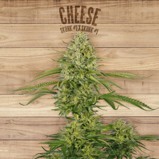 Cheese the plant organic seeds