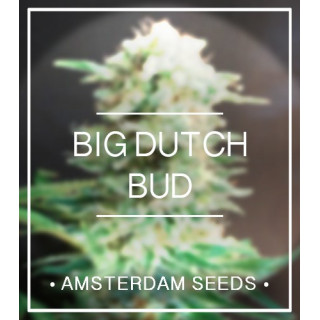 Big dutch bud amsterdam seeds