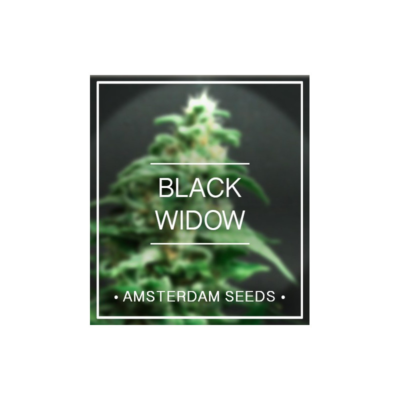 Black widow amsterdam seeds